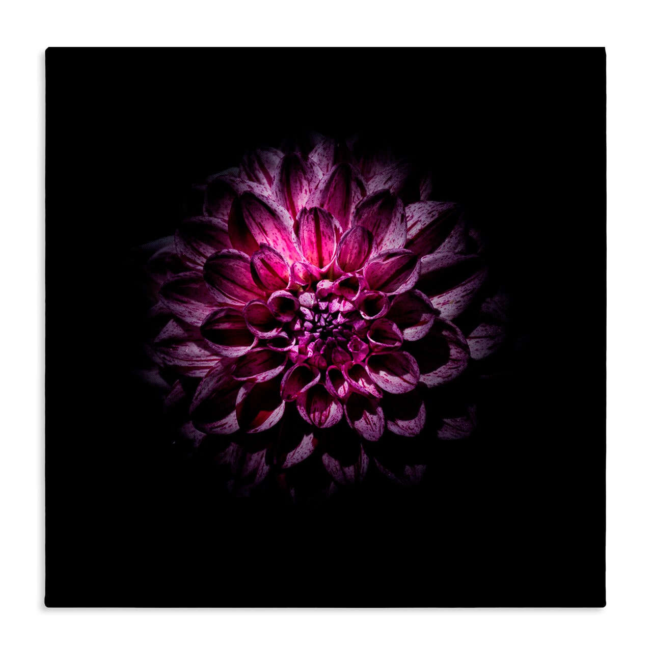 Stupell Industries Purple Dahlia Dark Contemporary Canvas, design by Brian Carson Photography